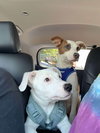 Gilligan - Gilligan Island Litter - Photo 2