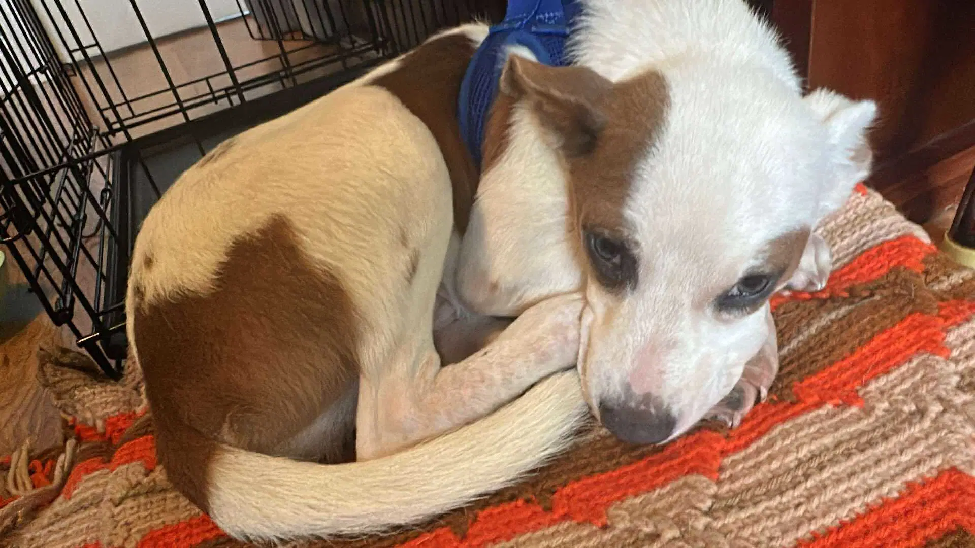 Gilligan - Gilligan Island Litter - Australian Cattle Dog/Blue Heeler