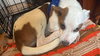 Gilligan - Gilligan Island Litter - Photo 1