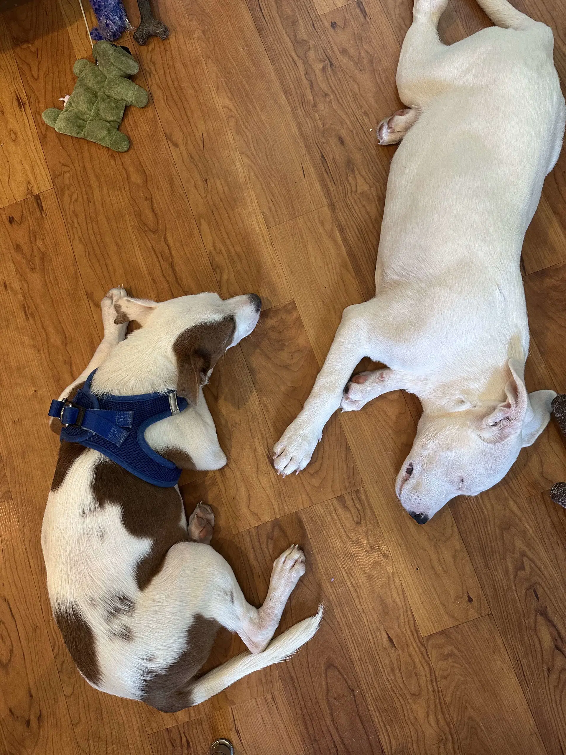 Gilligan - Gilligan Island Litter image 3
