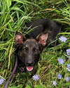 Willa - Photo 2