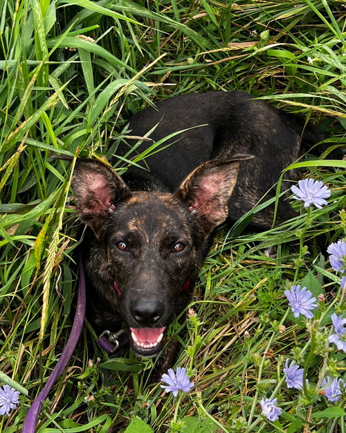 WILLA - German Shepherd Dog / Belgian Shepherd Malinois available for adoption