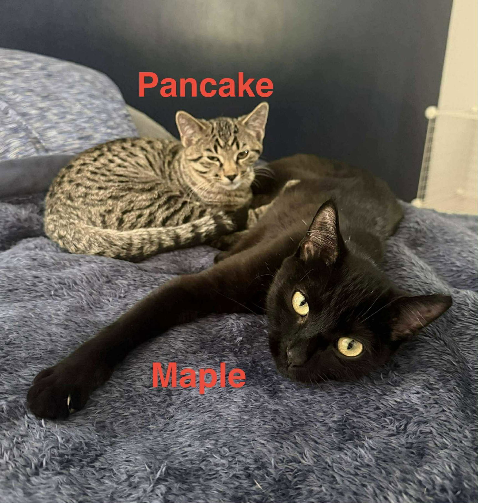 Maple