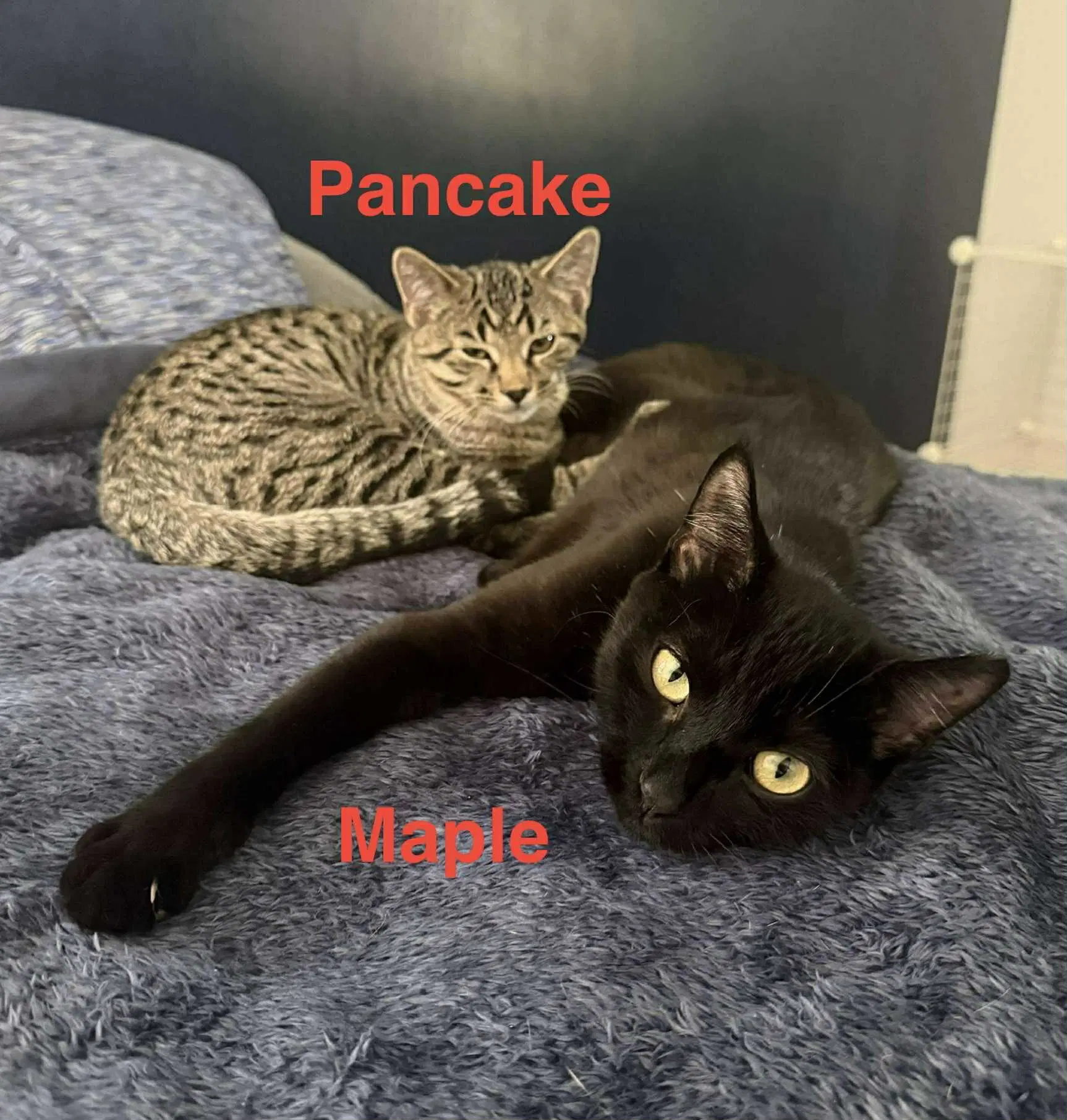 Maple image 2
