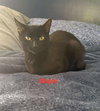 Maple - Photo 2