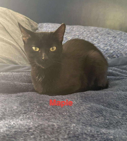 MAPLE - Domestic Short Hair available for adoption
