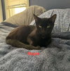 Maple - Photo 3