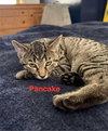 Pancake - Photo 1