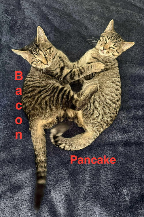 PANCAKE - Tabby available for adoption