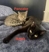 Pancake - Photo 3