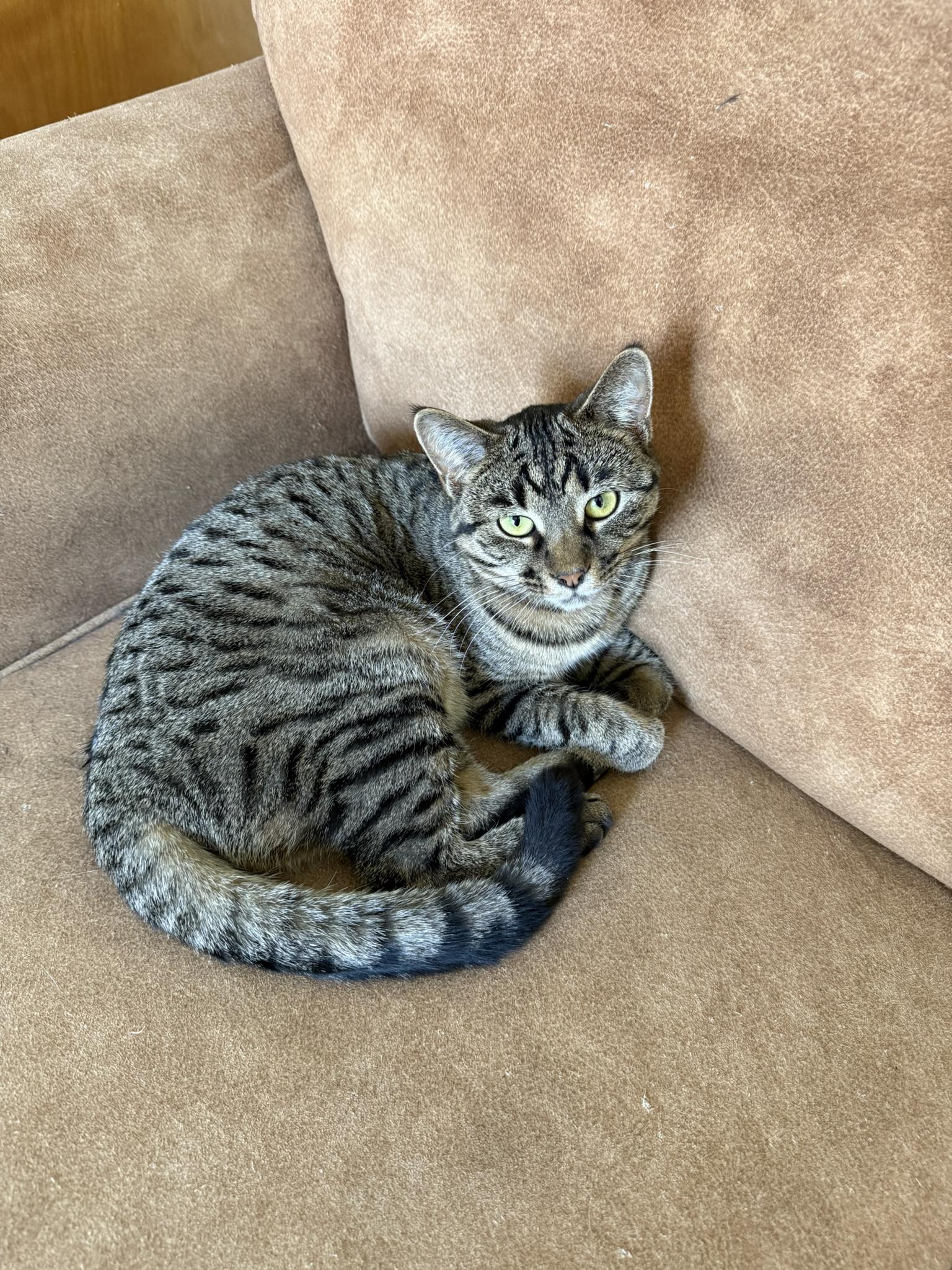 Pancake
