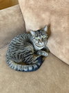 Pancake - Photo 1