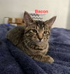 Bacon - Photo 1