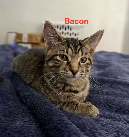 picture of the cat needing adoption