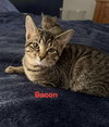 Bacon - Photo 2