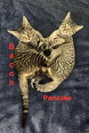 Bacon - Photo 3