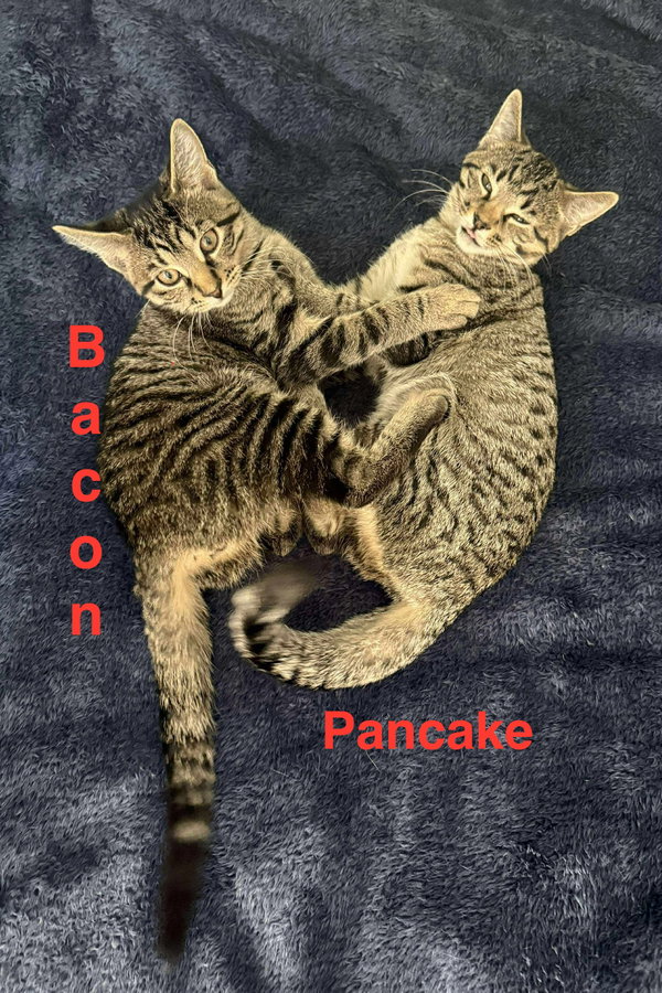 Bacon