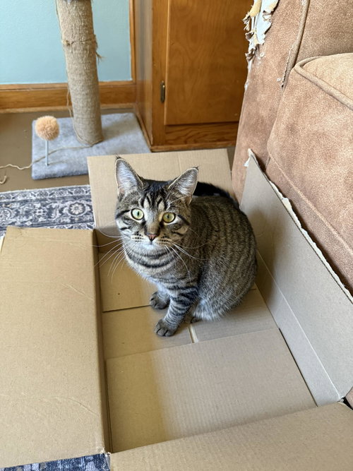 picture of the cat needing adoption
