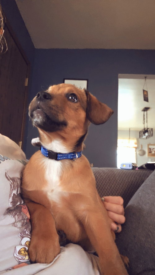 picture of the dog needing adoption