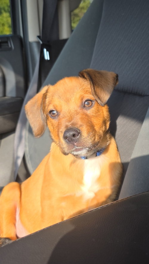CASH - Boxer / Black Mouth Cur available for adoption
