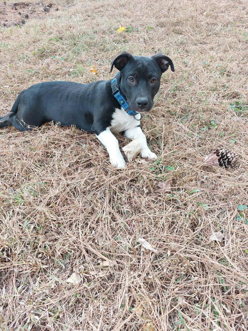 picture of the dog needing adoption