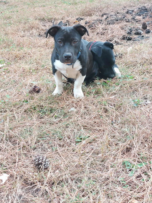 COLE - Black Labrador Retriever / Basset Hound available for adoption