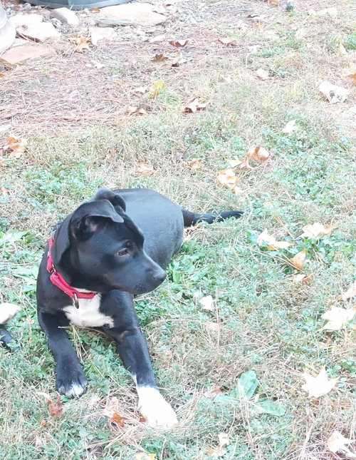 picture of the dog needing adoption
