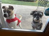 Bruce - Photo 8