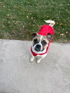 Bruce - Photo 9
