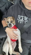 Bruce - Photo 10
