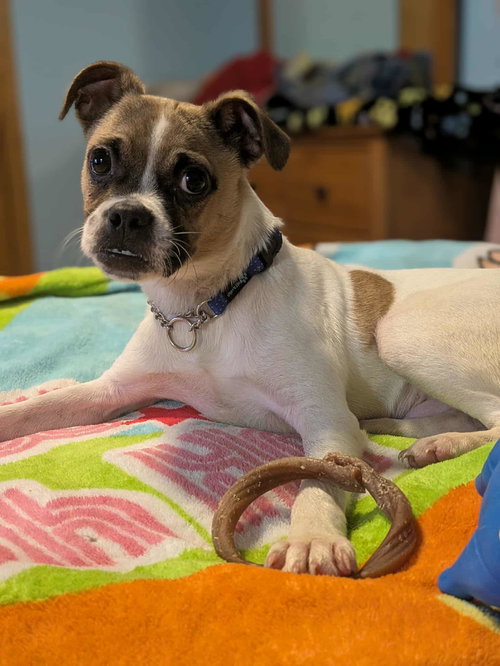 BRUCE - Pug available for adoption