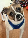 Bruce - Photo 1