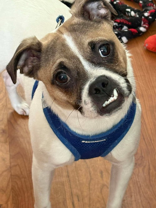 BRUCE - Pug available for adoption