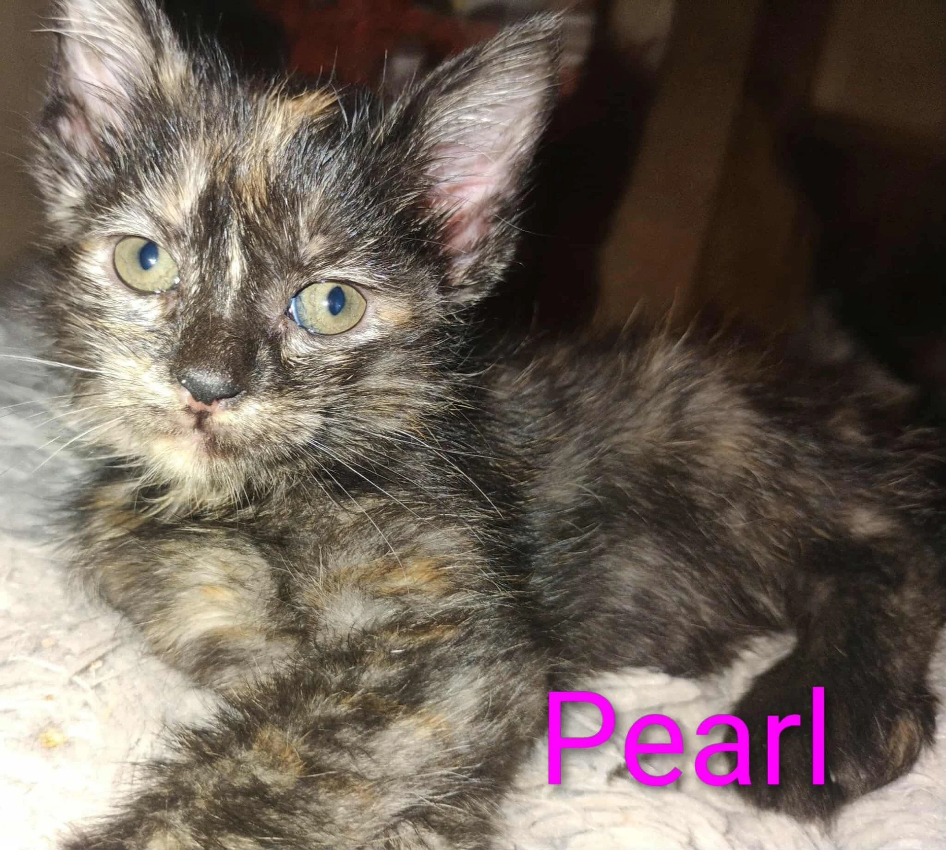 Pearl - Waldo Litter
