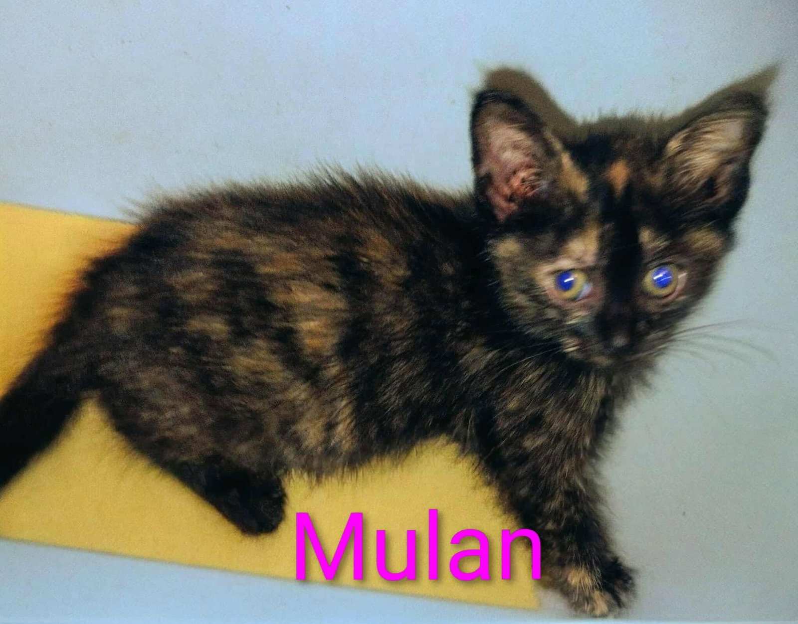 Mulan