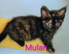Mulan - Photo 1