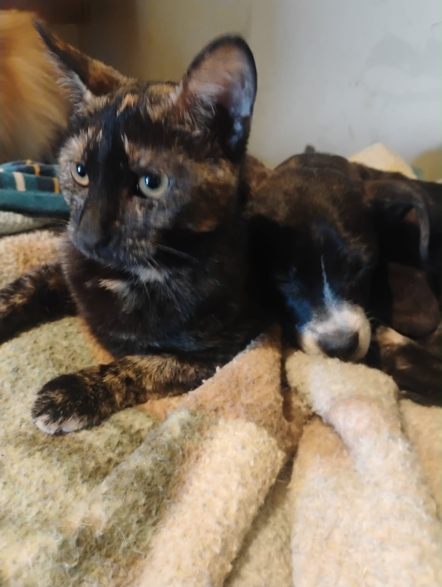 Mulan - Waldo Litter
