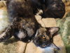 Mulan - Waldo Litter - Photo 2
