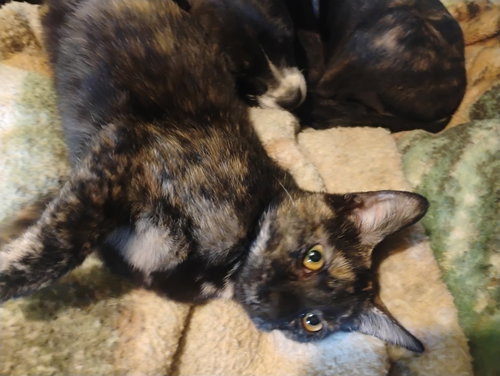 MULAN - WALDO LITTER - Tortoiseshell available for adoption