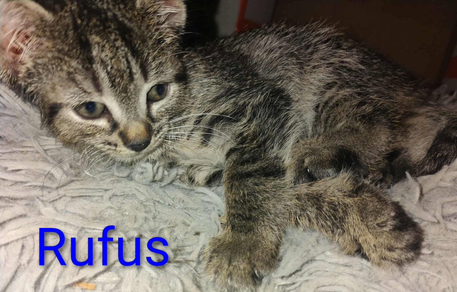 Rufus