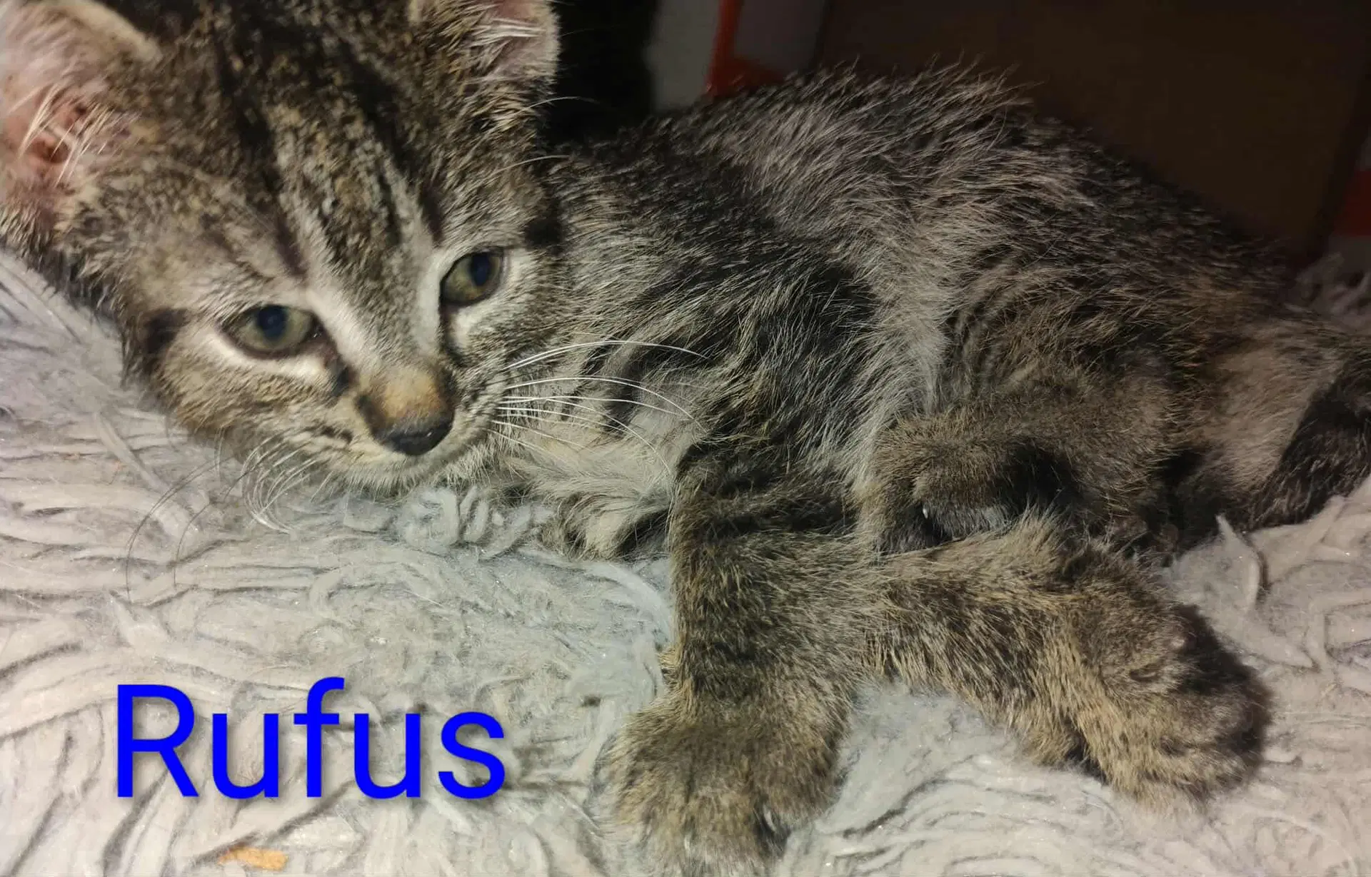Rufus - Waldo Litter - Tabby