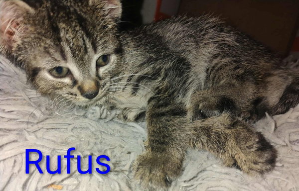 Rufus