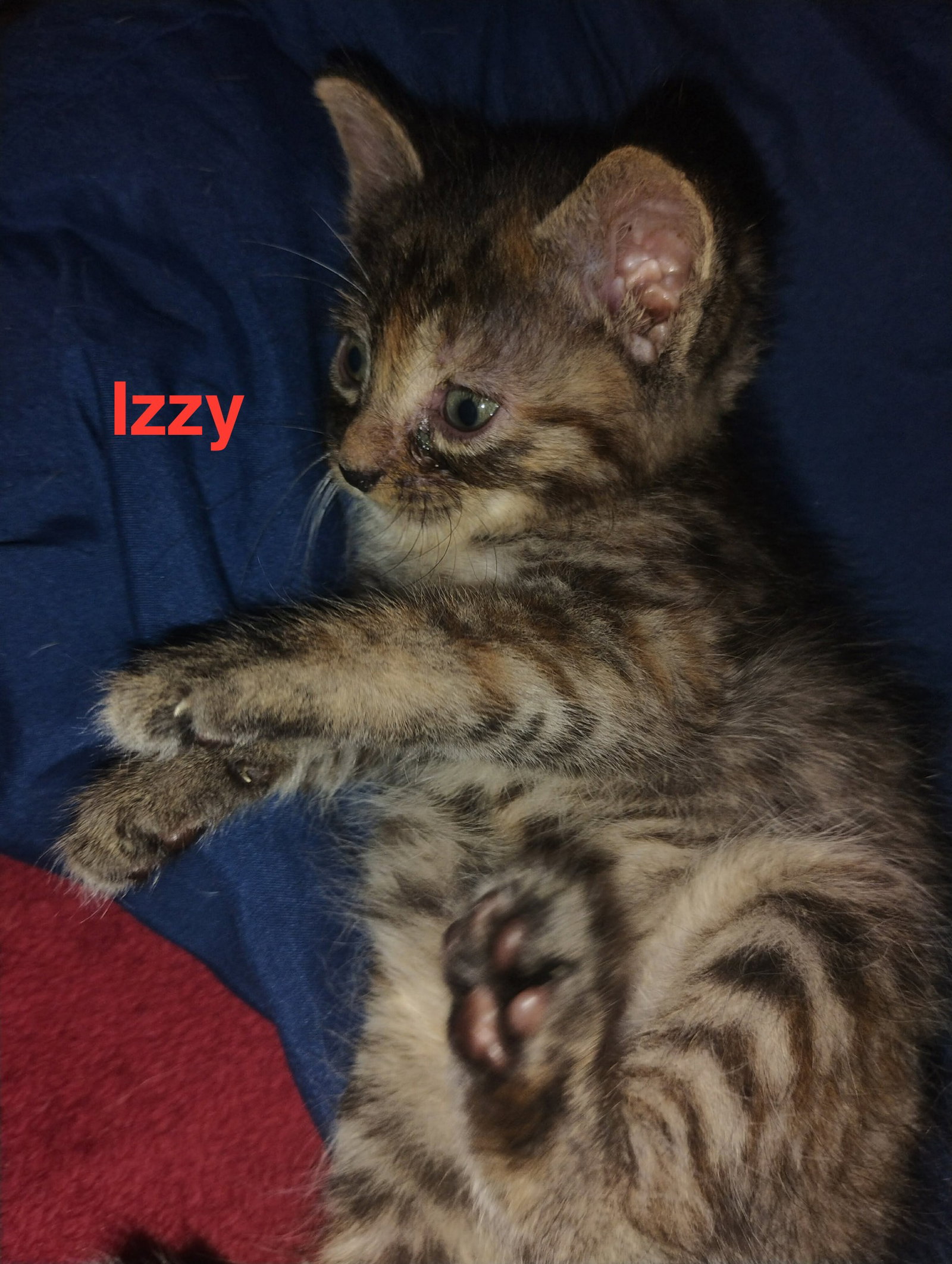 Izzy