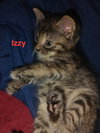 Izzy - Photo 1