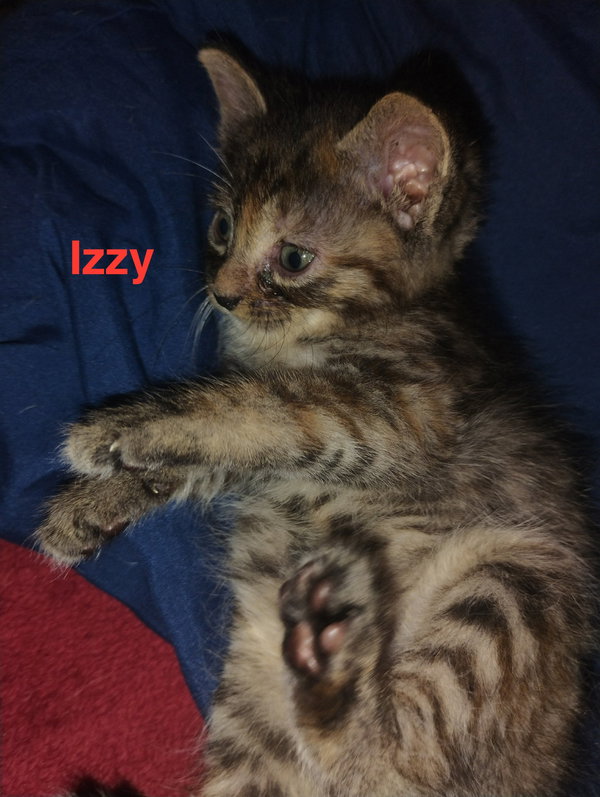 Izzy