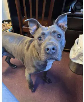 Grayson - American Staffordshire Terrier