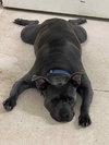 Grayson - Photo 3