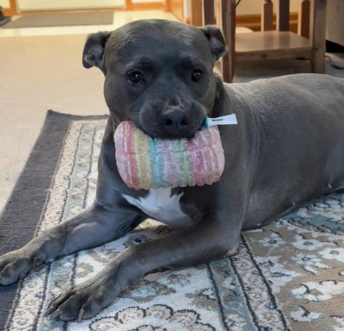 picture of the dog needing adoption