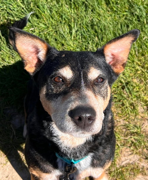Rosie, an adoptable Australian Cattle Dog in Sheboygan, WI