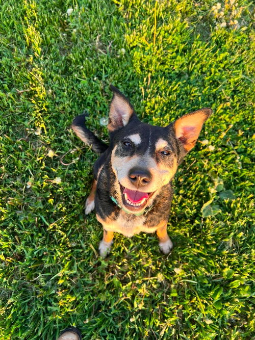 Rosie, an adoptable Australian Cattle Dog in Sheboygan, WI